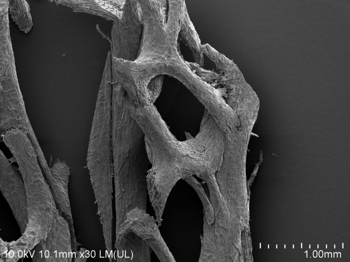 Zdjęcie spod mikroskopu skaningowego gąbki luffa. Fot. Urszula Guzik