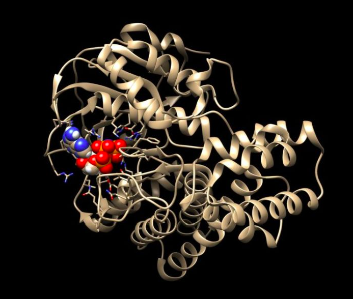 Atomic structure of SelO with bound ATP. Credit: Sreelatha et al., Cell, 175: 809 (2018). Source: Krzysztof Pawłowski