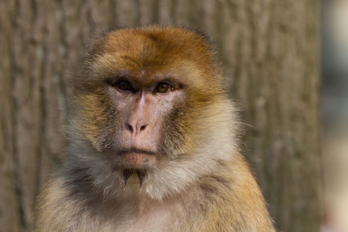 Barbary macaque