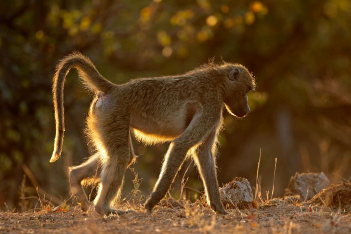 Chacma baboon