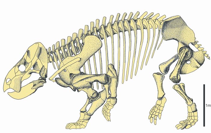 Rysunek szkieletu Lisowicii bojani Rys: Tomasz Sulej   