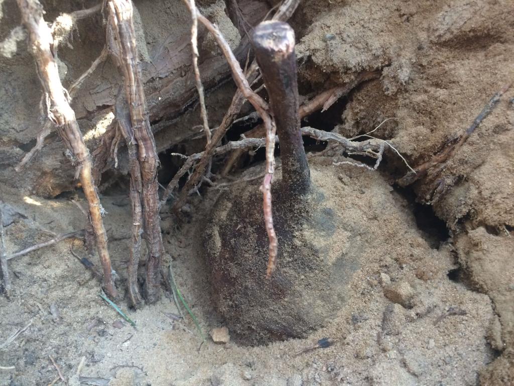 Umbo odnalezione w korzeniach powalonego przez wichurę drzewa - kwiecień 2018. Fot. Dariusz de Lorm/Stowarzyszenie Tempelburg