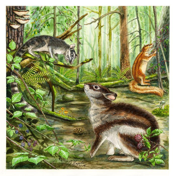 Reconstruction of the living environment of the Megalagus rabbit (middle bottom), depicting a late Eocene forest (ca. 36 million years ago) in North America and representatives of the three main groups of Euarchontoglires that hypothetically could meet for the last time during that period. Primitive primate from the group Plesiadapiformes (Ignacius, left, on a tree branch), lagomorph Megalagus and a rodent from the group Ischyromyidae (Ischyromys, right). Fig. Agnieszka Kapuścińska.