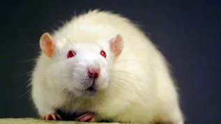 Londyn, Wlk.Brytania, 26.09.03. Ralph, pierwszy sklonowany szczur. Udało się to badaczom z Instytutu Badań Rolniczych w Jouy en Josas we Francji oraz firmie GenOway. (fal) PAP/EPA