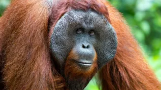 Samiec orangutana, Adobe Stock
