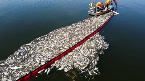 14.08.2022. Clearing dead fish with a flexible dam on the Oder in Widuchowa. PAP/Marcin Bielecki
