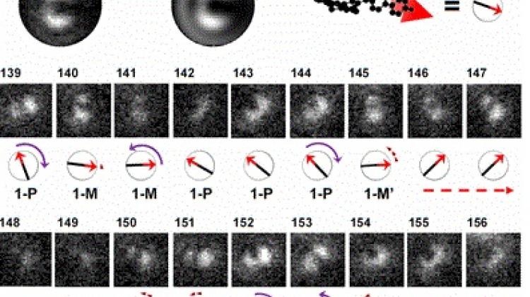 Images of rotating molecular motors observed under an optical microscope. Source: JACS, B. Krajnik et al. 