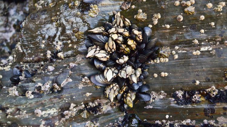 Goose Barnacles and Mussels attached to rocks background