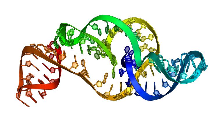 Model struktury 3D RNA wirusa Zika wygenerowany przez RNAComposer na podstawie sekwencji. Obecnie struktura ta jest już określona eksperymentalnie i jest zdeponowana w bazie struktur PDB. Źródło: Marta Szachniuk