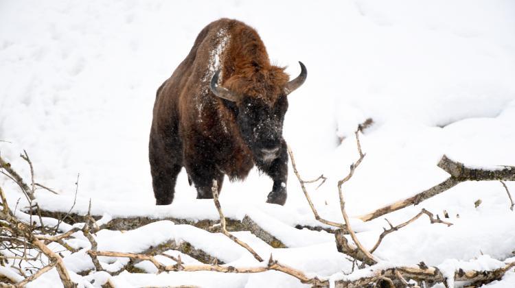 European bison in the show pen in Muczne. Photo: PAP/Darek Delmanowicz 30.12.2018.