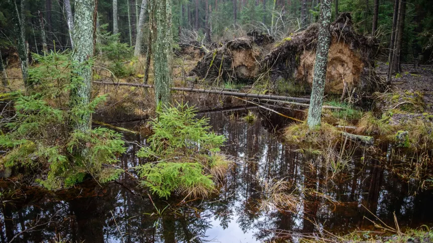 Puszcza Białowieska. Fot. PAP/Wojciech Pacewicz 01.01.2018