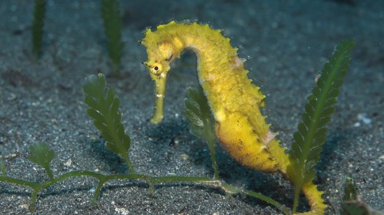 Extreme fatherhood: a male spiny seahorse broods fertilized eggs in a brood pouch until hatching. Fully formed pups are expelled into the deep water. Source: stock.adobe