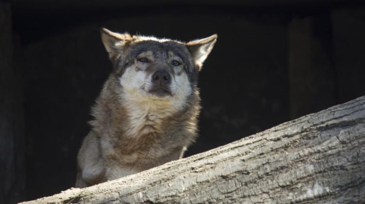 Wrocław, April 16, 2019. A wolf in the enclosure of the modern grey wolf habitat 'Wilcza Ostoja' in the Wrocław Zoo (sko) PAP/Aleksander Koźmiński