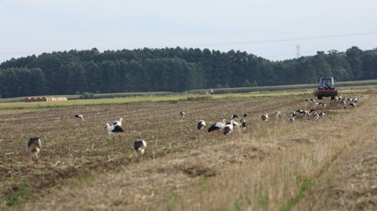 Stork flocks before departure, Opole region, August 2021, credit: Joahim Siekiera