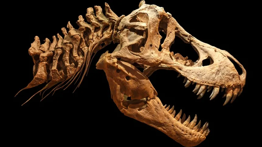 tyranozaur, czaszka; Adobe Stock