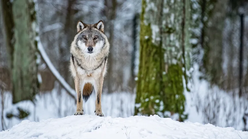 Białowieża, 05.01.2019. Wilk (Canis lupus) w Rezerwacie Pokazowym w Białowieży, (wp/cat) PAP/Wojciech Pacewicz