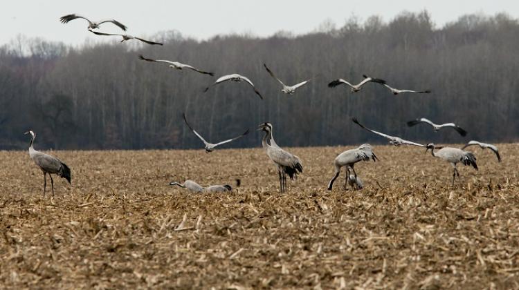 Różanki, 22.03.2023. A flock of several hundred cranes stopped near Różanki (Lubusz Province). PAP/Lech Muszyński
