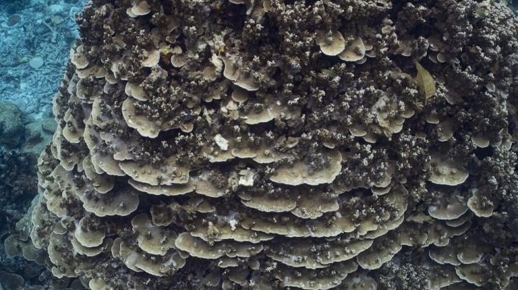 The shape of modern corals of the genus Porites, flat in the lower part and twig-like in the upper part, is variable due to the changing light. Bougainville Reef, Great Barrier Reef. photo courtesy of Tom Bridge/source: University of Warsaw