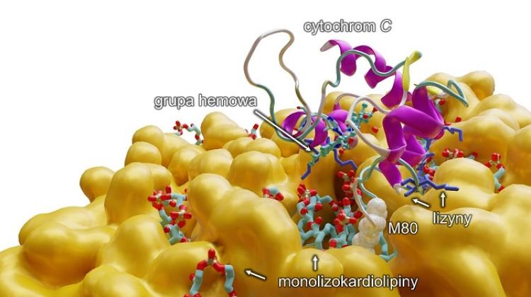 Computer modelling which shows on a molecular level the reaction of a monolysocardiolipin with cytochrome. Source of illustration: Nicolaus Copernicus University