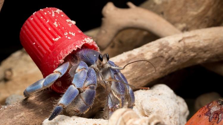 A hermit crab in a plastic cap. Credit: Shawn Miller, photo from press release