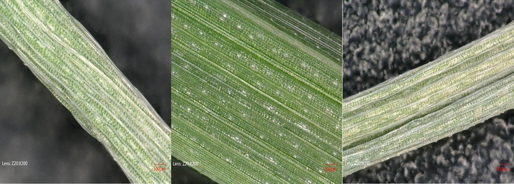 Optical microscope images showing fragments of plants, from left: without fertilizer, with a CRF fertilizer and with a commercial fertilizer; credit: AGH-UST