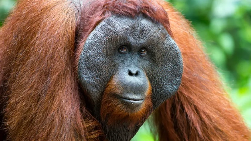 Samiec orangutana, Adobe Stock