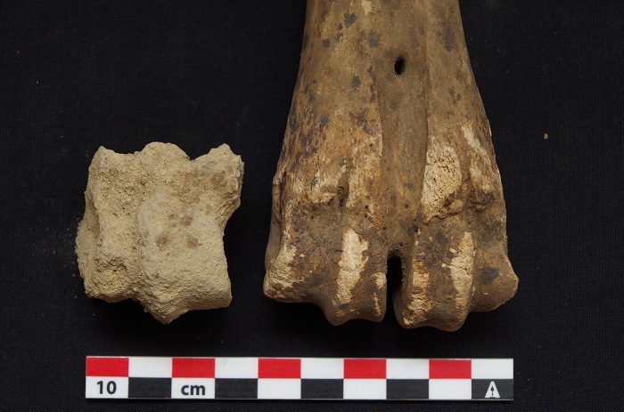 Kość śródstopia bydła-po lewej z Letti, po prawej średniowieczna z Dongoli