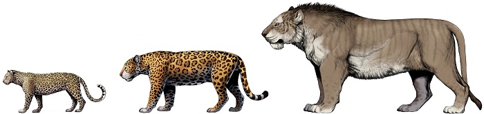 Porównanie wielkości trzech kotowatych z rodzaju Panthera ze środkowego plejstocenu Polski. Od lewej do prawej: lampart Panthera pardus (40-50 kg), jaguar eurazjatycki Panthera gombaszoegensis (150-200 kg) i lew stepowy Panthera spelaea fossilis (500-600 kg). Koty pokazane w tej samej skali, rys. W. Gornig