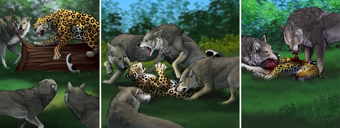 Scena konfliktu między lampartem Panthera pardus a jednym z jego głównych, górnoplejstoceńskich konkurentów, wilkami jaskiniowymi Canis lupus spelaeus w pobliżu Jaskini Radochowskiej. Rysunek W. Gornig