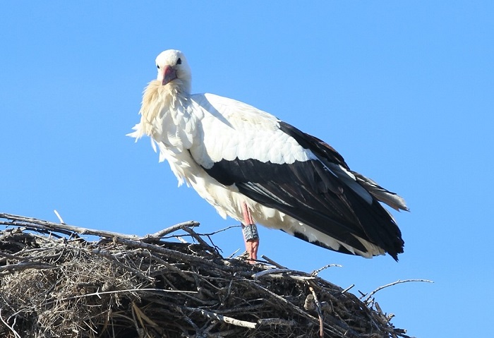 female stork