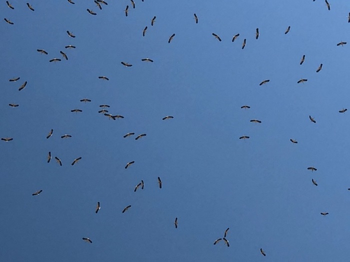 flock of storks
