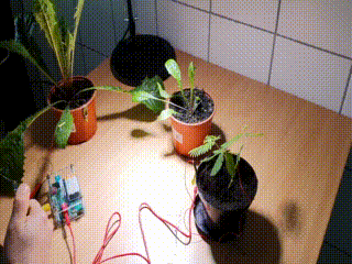 Filmik z eksperymentu, który pokazuje, że informacja elektryczna przepływa między liśćmi różnych roślin. Źródło: The Plant Cell, M.Szechyńska-Hebda et all. doi/10.1093/plcell/koac150/6589903