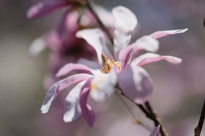 21.04.2023. Kwitnące magnolie w Ogrodzie Botanicznym PAN Centrum Zachowania Różnorodności Biologicznej w Powsinie. PAP/Leszek Szymański