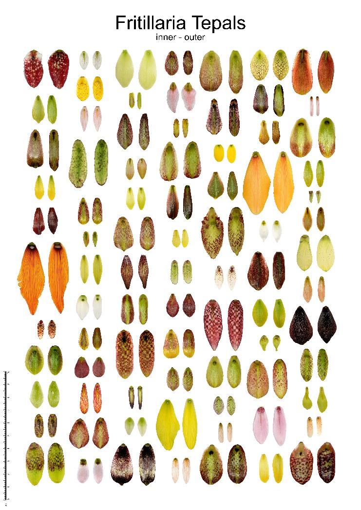 Fot. 1. Działki okwiatu przedstawicieli rodzaju Fritillaria [źródło www.fritillariaicones.com]