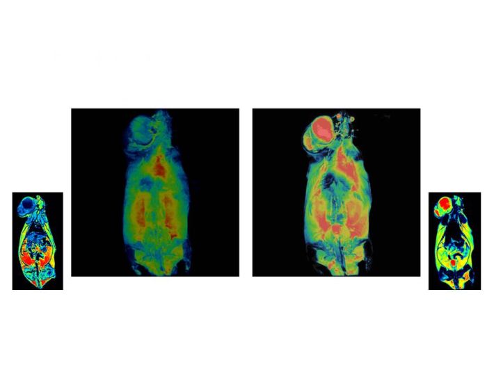 The MRI scan of a rat was performed using the markers from the Institute of Physics PAS. The test showed the presence of cancer cells in the lymph nodes. Source: Marek Godlewski