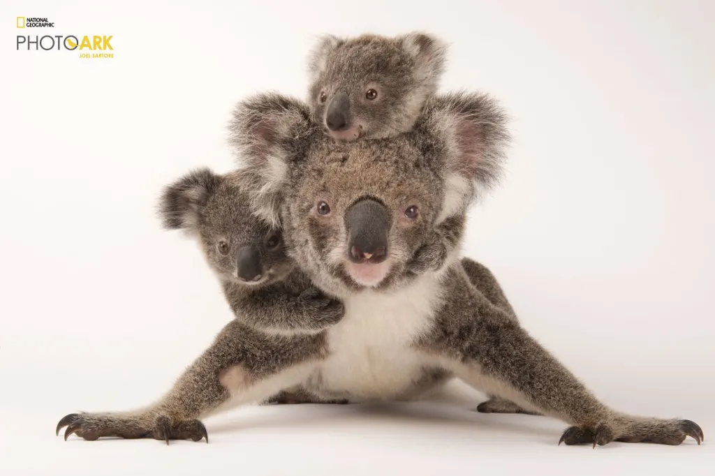  Fot. Joel Sartore/National Geographic Photo Ark/natgeophotoark.org 