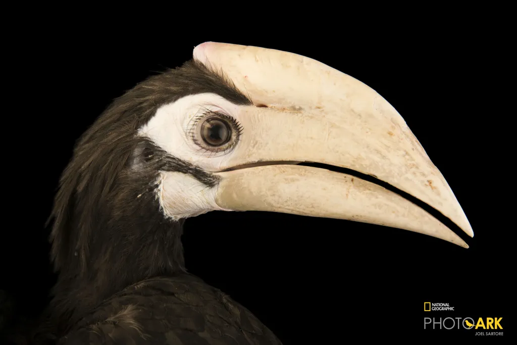 Fot. Joel Sartore/National Geographic Photo Ark/natgeophotoark.org