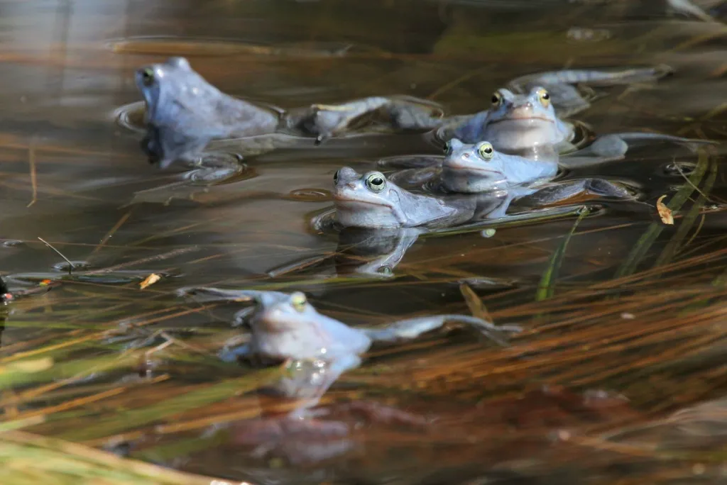 Żaby moczarowe w oczkach wodnych na terenie leśnego arboretum Nadleśnictwa Kudypy pod Olsztynem. Fot. PAP/Tomasz Waszczuk 11.04.2018