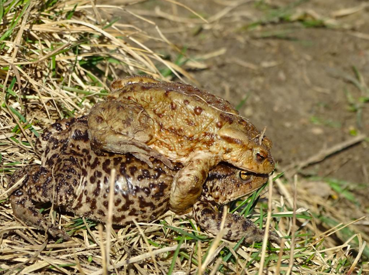 Common toad. Source: Tomasz Figarski