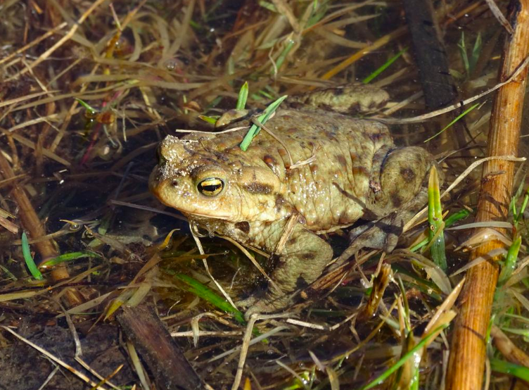 Common toad. Source: Tomasz Figarski