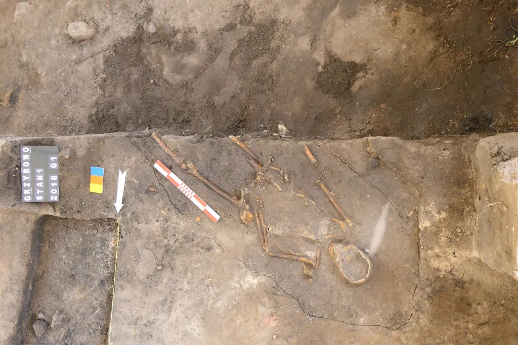 Jeden z odkrytych pochówków w Grzybowie Fot. J. Wrzesiński.
