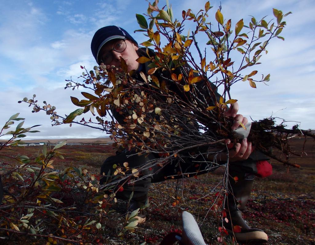 Tundrowy bukiet - tak wyglądają próbki krzewinek tundrowych wierzby i brzozy z północy Alaski, sierpień 2016. Fot. Agata Buchwał