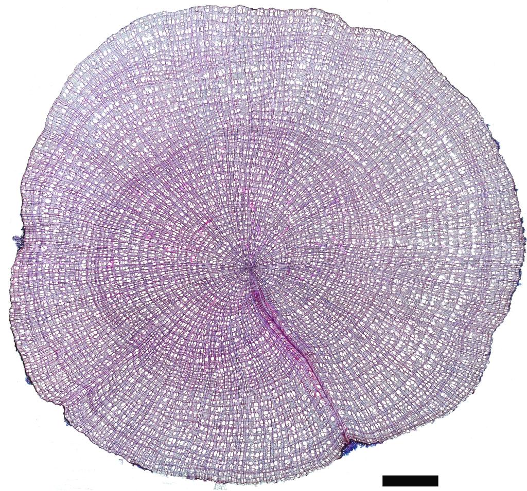 Widok mikroskopowy na słoje roczne w korzeniu brzozy karłowatej z obszaru Alaski Północnej. Fot. Agata Buchwał