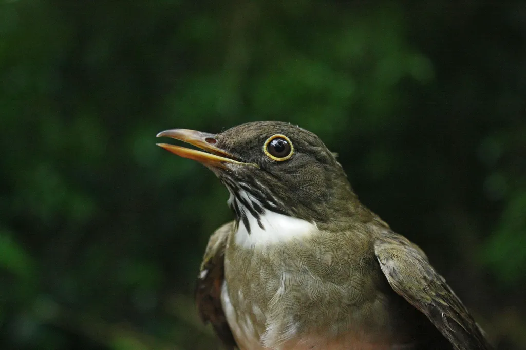 Drozd białogardły (Turdus assimilis) wraz z innymi osiadłymi i wędrownymi drozdami Starego i Nowego Świata tworzy naturalny model do badania ewolucji i morfologii ptaków; Rezerwat Biosfery Los Tuxtlas, styczeń 2018. Zdjęcie: Jarosław K. Nowakowski