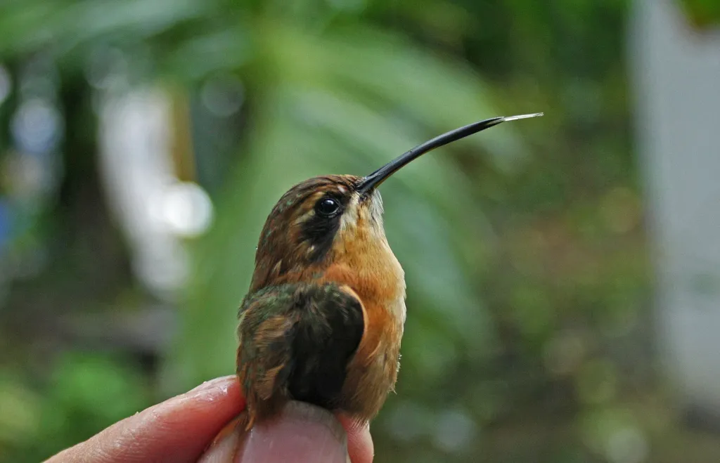 Ważący zaledwie 2,5 g koliber pustelnik jasny (Phaethornis striigularis saturatus); Rezerwat Biosfery Los Tuxtlas, styczeń 2017. Zdjęcie: Jarosław K. Nowakowski.