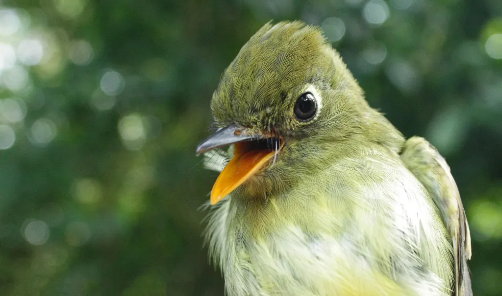 Północno amerykańskie muchołówki empidonki żółtobrzuche (Empidonax flaviventris) licznie zimują w lasach tropikalnych Meksyku; Rezerwat Biosfery Los Tuxtlas, styczeń 2018. Zdjęcie: Jarosław K. Nowakowski