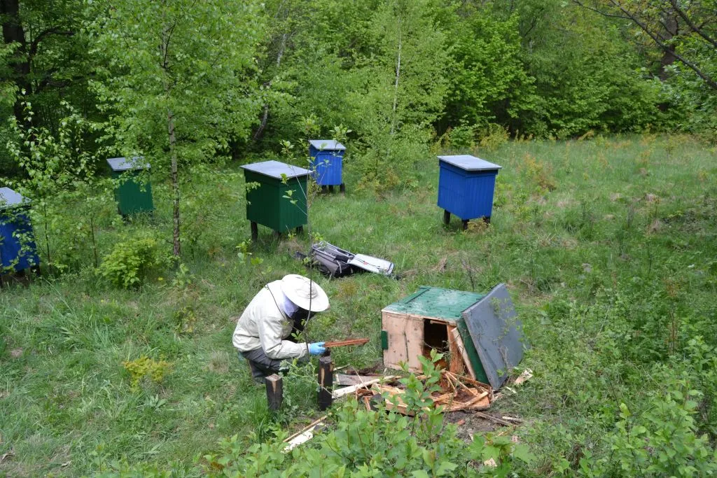 Fot. Carpathian Brown Bear Project