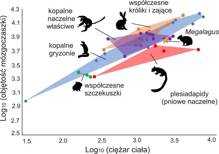 Comparison of the skull volume and body weight in selected Euarchontoglires groups. We estimate that the brains of the Megalagus rabbit (marked with an asterisk) was proportionally smaller in relation to the weight of the animal than in the case of modern lagomorphs, and closer in this respect to the early primates. [Illustrations from López-Torres et al. 2020]