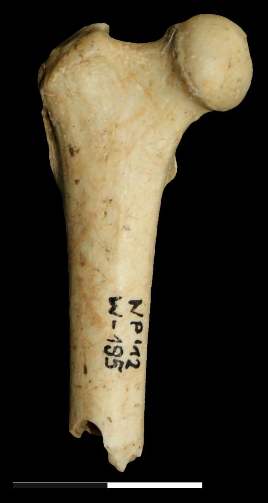 Fragment kości udowej kota, datowanej na okres neolitu, ze stanowiska Schronisko w Smoleniu III (zdjęcie Magdalena Krajcarz).
