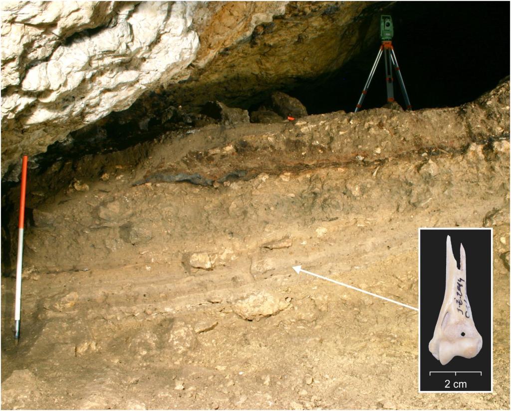 Widok na profil wykopu archeologicznego w Jaskini Żarskiej (zdjęcie Michał Wojenka), widoczne są warstwy neolityczne, w których znaleziono  szczątki kota. Wstawka pokazuje fragment kości ramiennej kota (zdjęcie Magdalena Krajcarz)